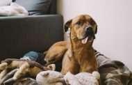How to Create a Safe and Dog-Friendly Home Environment