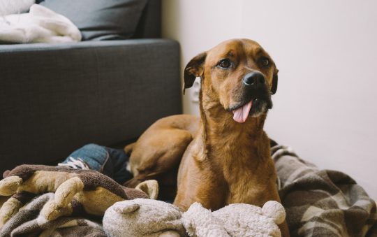 How to Create a Safe and Dog-Friendly Home Environment