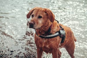 brown short coated dog with black and red leash