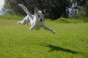 dog jumping on lawn during daytime
